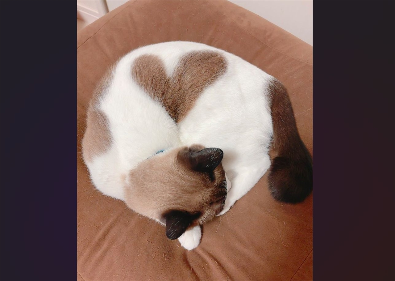 寒くなってくると現れるハート!体を丸めているネコが話題に「素敵なネコさん」「幸せな気分になりました」