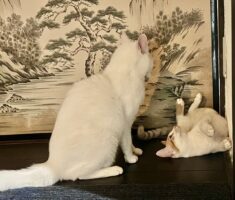 追い詰められたネコの取った行動にビックリ！かわいさで許してもらおうとする姿が話題に「「テヘっ」と甘えても」「ニーチャは甘くないよねぇ」