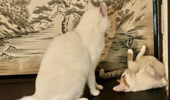 追い詰められたネコの取った行動にビックリ！かわいさで許してもらおうとする姿が話題に「「テヘっ」と甘えても」「ニーチャは甘くないよねぇ」