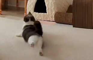 見守りカメラの前でネコがコロリン！かわいいくつろぐ姿に「足の伸ばし方がかわいすぎる」「ヨガ習ってる？」