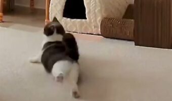 見守りカメラの前でネコがコロリン！かわいいくつろぐ姿に「足の伸ばし方がかわいすぎる」「ヨガ習ってる？」