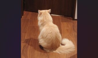 興味ないフリをして・・。飼い主さんたちの会話に聞き耳を立てるネコの後ろ姿に「お耳センサー発動」「耳は後ろ向いてるよねー」