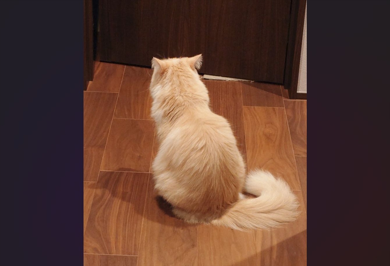 興味ないフリをして・・。飼い主さんたちの会話に聞き耳を立てるネコの後ろ姿に「お耳センサー発動」「耳は後ろ向いてるよねー」