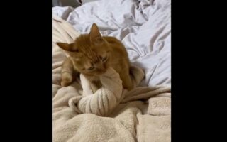 ネコが静かだなと思ったら・・。タオルケットをねじねじして特大ソフトクリームを作っていた！？「ねじねじ職人さん」「後ろ脚もふみふみして一生懸命作ってる」