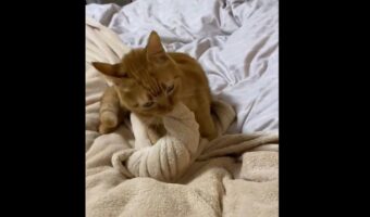 ネコが静かだなと思ったら・・。タオルケットをねじねじして特大ソフトクリームを作っていた！？「ねじねじ職人さん」「後ろ脚もふみふみして一生懸命作ってる」