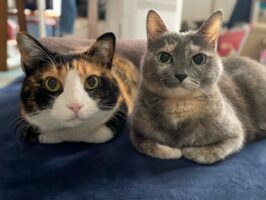 仲良く香箱座りをしているネコたち。ネコ用ホットカーペットで仲良くくつろぐ姿が話題に「いつも並んで仲良しさんですね」「表情の中に多幸感出すぎ」