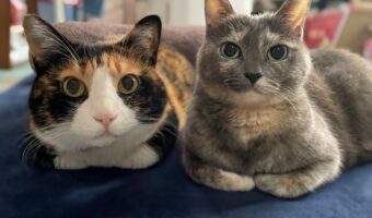 仲良く香箱座りをしているネコたち。ネコ用ホットカーペットで仲良くくつろぐ姿が話題に「いつも並んで仲良しさんですね」「表情の中に多幸感出すぎ」