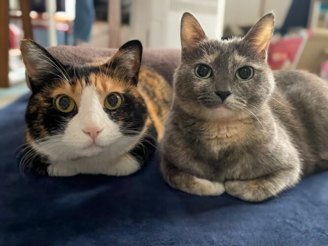 仲良く香箱座りをしているネコたち。ネコ用ホットカーペットで仲良くくつろぐ姿が話題に「いつも並んで仲良しさんですね」「表情の中に多幸感出すぎ」