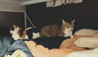 最近なぜか寝つきが悪い。その理由が一目で分かる朝の光景が話題に「猫つきは良いんだけどね」「幸せな重さですね～」