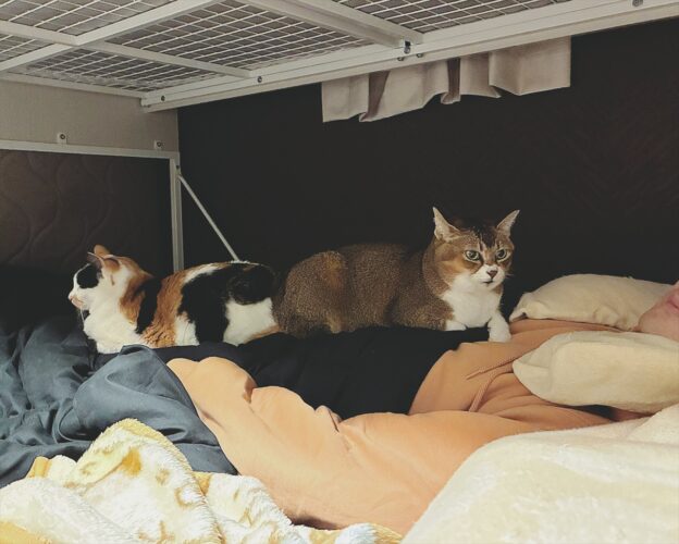 最近なぜか寝つきが悪い。その理由が一目で分かる朝の光景が話題に「猫つきは良いんだけどね」「幸せな重さですね～」