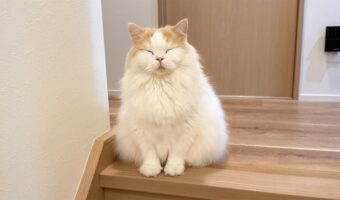 ネコが寝ぼけながらもお出迎え！帰宅した時の光景が話題に「かわいい！置き物みたい！」「縁起の良い顔でのお出迎え」