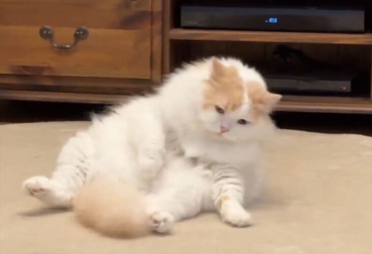 疲れちゃったネコ。ゆっくり毛づくろいしてから寝転ぶ姿に反響「連休が必要そうですね・・」「忙しかった日の私」