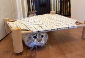 来客の度にベッドの下に隠れるネコが・・、ベッドと融合してオカヤドカリになっちゃった！？！？「隠れ上手ですね」「忍者ですね！」