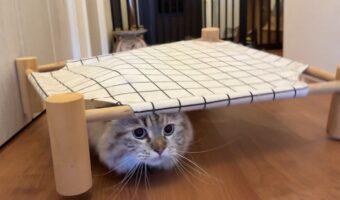 来客の度にベッドの下に隠れるネコが・・、ベッドと融合してオカヤドカリになっちゃった！？！？「隠れ上手ですね」「忍者ですね！」