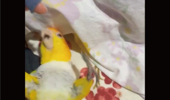 飼い主さんとたわむれるインコ。くっついて「ネコみたい」「まるで赤ちゃんが遊んでるような」