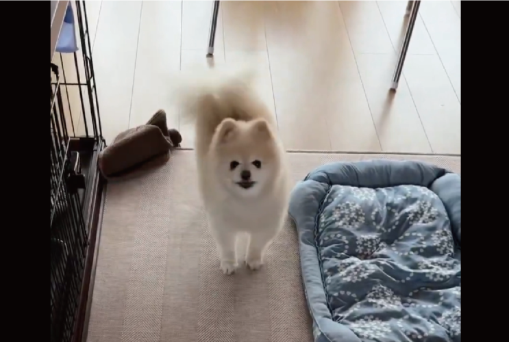 ポメラニアンが「おトイレできましたよ」と猛アピール！じっと見つめてきながらケリケリする姿に反響「かわいいが詰まってる」「激しめのキックですね」