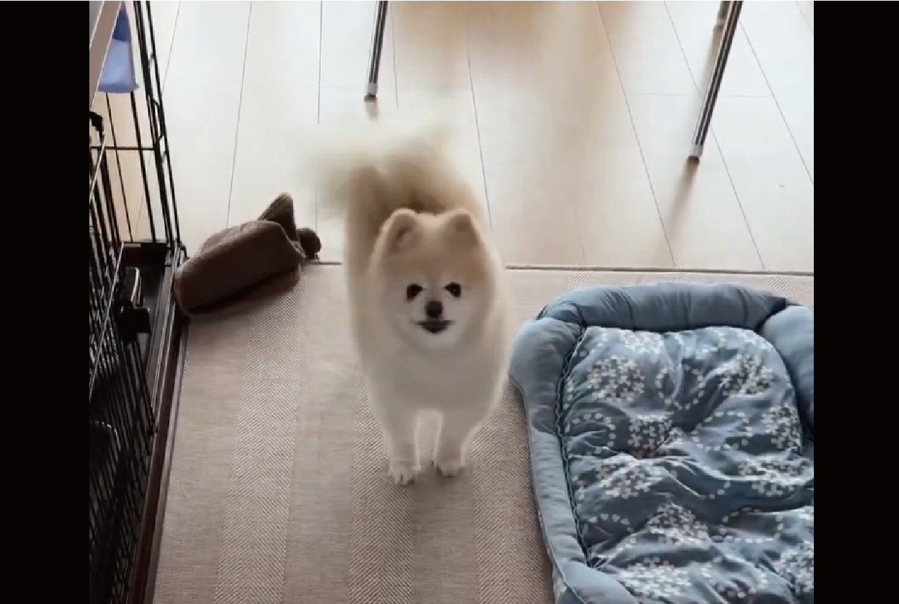 ポメラニアンが「おトイレできましたよ」と猛アピール!じっと見つめてきながらケリケリする姿に反響「かわいいが詰まってる」「激しめのキックですね」