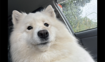 自分の肘置きのように使っているけれど・・。アームレストにおててをかけるサモエドに反響「こりゃ楽だ」「でさぁー昨日さーと言ってそう」