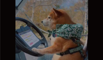 柴犬が運転している！？自動運転カートのハンドルにおててを伸ばす姿に反響「プロのドライバーさん並みに優しい運転」「安全運転なんだね」