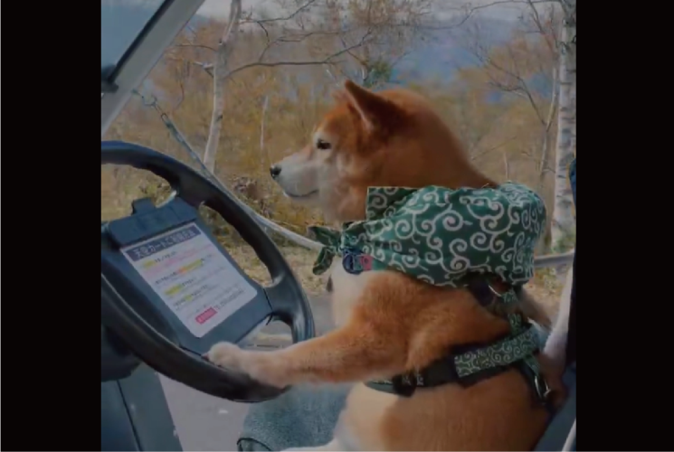 柴犬が運転している！？自動運転カートのハンドルにおててを伸ばす姿に反響「プロのドライバーさん並みに優しい運転」「安全運転なんだね」