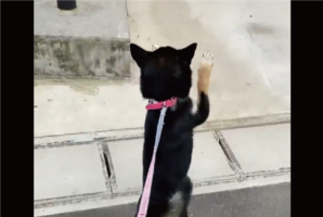 大好きなおばあちゃんに会えてうれしい！ピョンピョンと喜びを爆発させる柴犬に「喜びのダンス」「おばあちゃんも嬉しいだろうな〜」