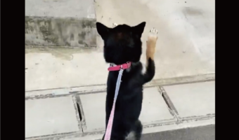 大好きなおばあちゃんに会えてうれしい！ピョンピョンと喜びを爆発させる柴犬に「喜びのダンス」「おばあちゃんも嬉しいだろうな〜」