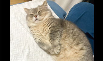 おてて揃えてスヤスヤ。ネコの寝姿が話題に「安心して眠れる事は幸せ」「かわいすぎますね～天使さんです」