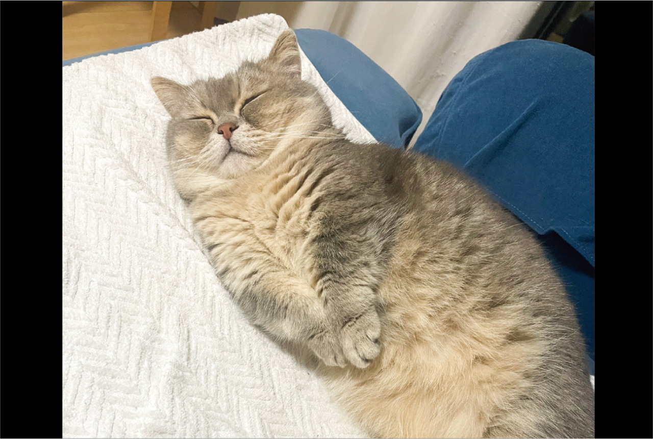 おてて揃えてスヤスヤ。ネコの寝姿が話題に「安心して眠れる事は幸せ」「かわいすぎますね～天使さんです」