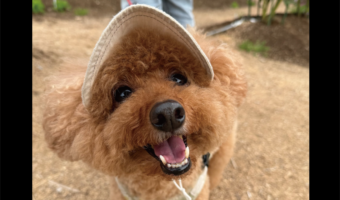 褒められてニコニコ！「かっこいいね！」と声をかけられたトイプードルが話題に「こちらまでニッコリ」「愛されてるんですね～」