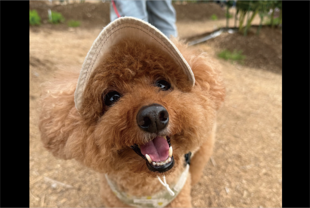 褒められてニコニコ！「かっこいいね！」と声をかけられたトイプードルが話題に「こちらまでニッコリ」「愛されてるんですね～」