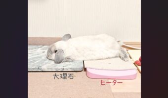 ウサギが冷え冷えとポカポカを使いこなす！コロンと寝転がる姿に反響「賢い！天才！」「頭寒足熱を本能で知ってる」