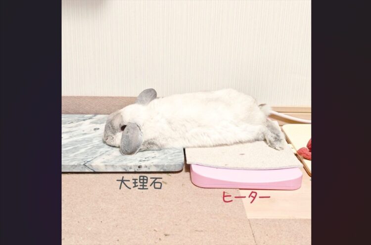 ウサギが冷え冷えとポカポカを使いこなす！コロンと寝転がる姿に反響「賢い！天才！」「頭寒足熱を本能で知ってる」