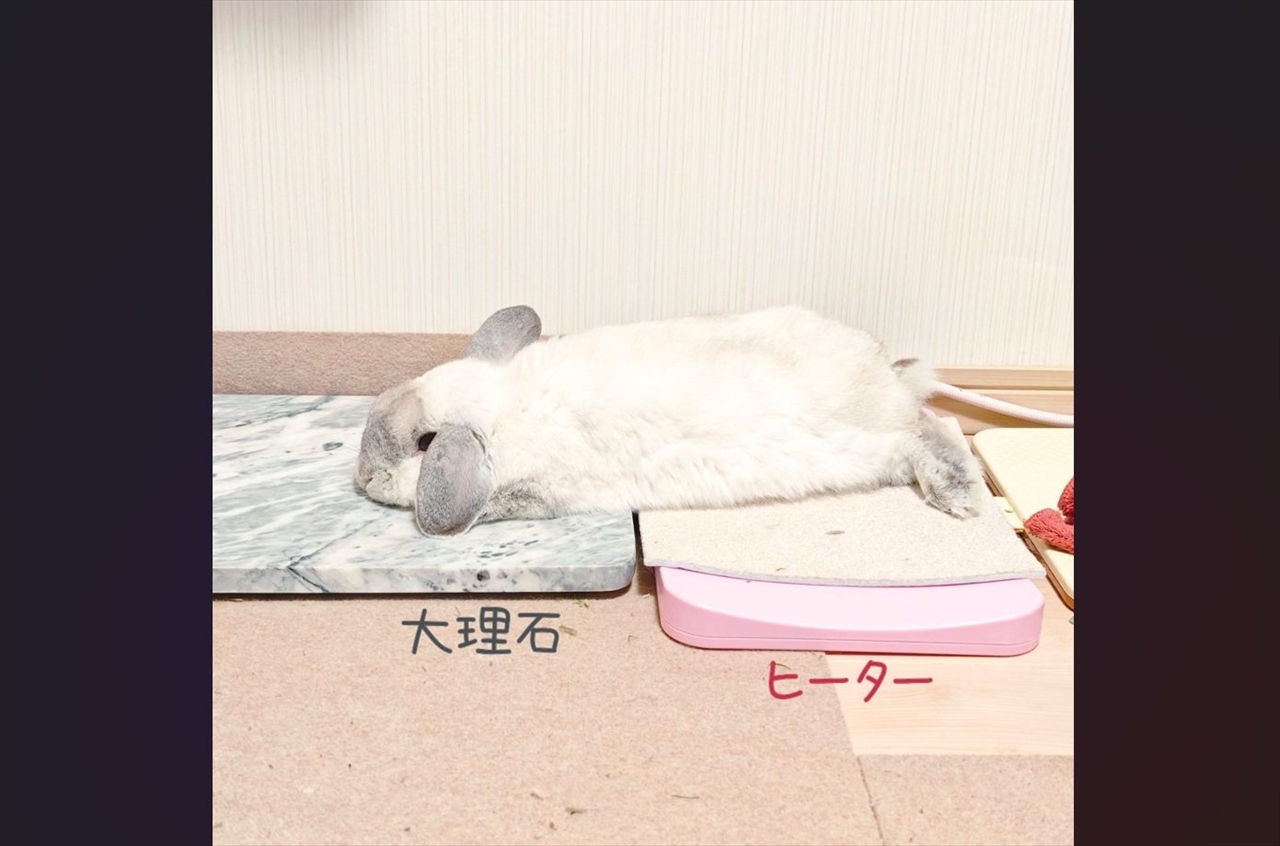 ウサギが冷え冷えとポカポカを使いこなす！コロンと寝転がる姿に反響「賢い！天才！」「頭寒足熱を本能で知ってる」