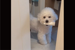 イタズラして飼い主さんを煽っている？トイレットペーパーの芯を奪ってその場を去ろうとするビションフリーゼ「なんか悪いことしてると思ってる感じですよね」