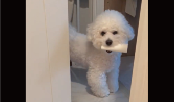 イタズラして飼い主さんを煽っている？トイレットペーパーの芯を奪ってその場を去ろうとするビションフリーゼ「なんか悪いことしてると思ってる感じですよね」