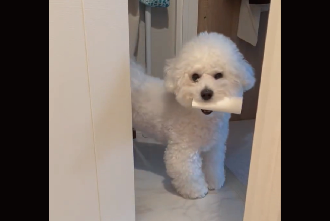 イタズラして飼い主さんを煽っている？トイレットペーパーの芯を奪ってその場を去ろうとするビションフリーゼ「なんか悪いことしてると思ってる感じですよね」