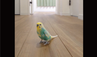 セキセイインコが走る！？家の中をパタパタする姿に「今日も速い！」「飛ぶより走る方が速いのでは？！」