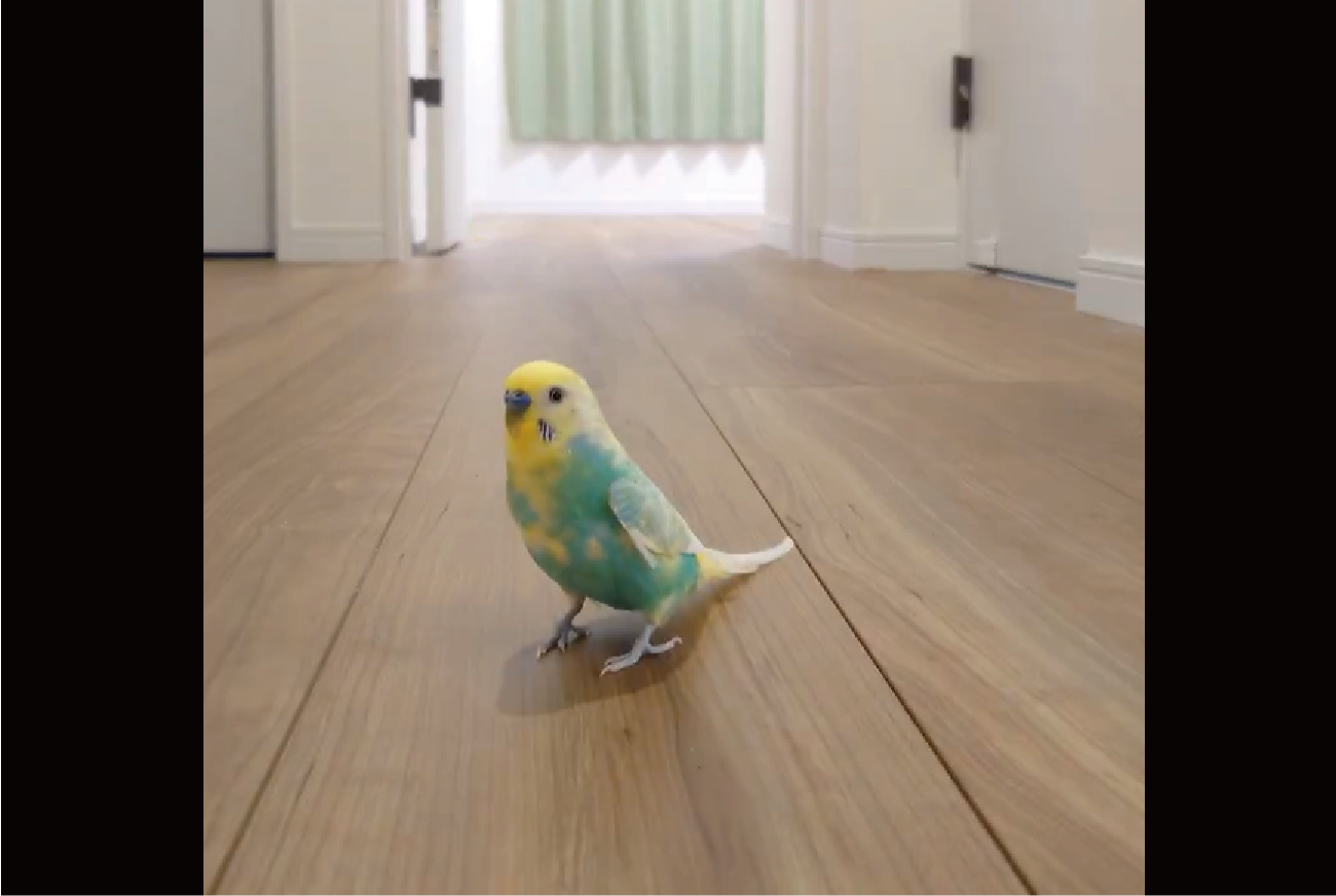 セキセイインコが走る!?家の中をパタパタする姿に「今日も速い!」「飛ぶより走る方が速いのでは?!」