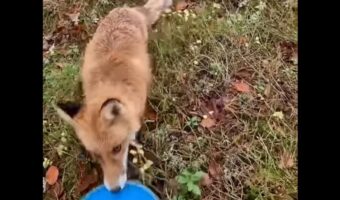 野生のキツネだって遊びたい？ディスクゴルフをしていたら・・ディスクを持ち去られた！？【海外・動画】