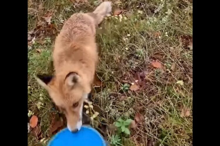 野生のキツネだって遊びたい？ディスクゴルフをしていたら・・ディスクを持ち去られた！？【海外・動画】