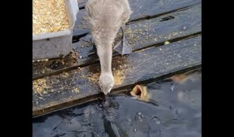 小さな飼育員？魚たちを餌付けしているのは・・アヒルだ！【海外・動画】