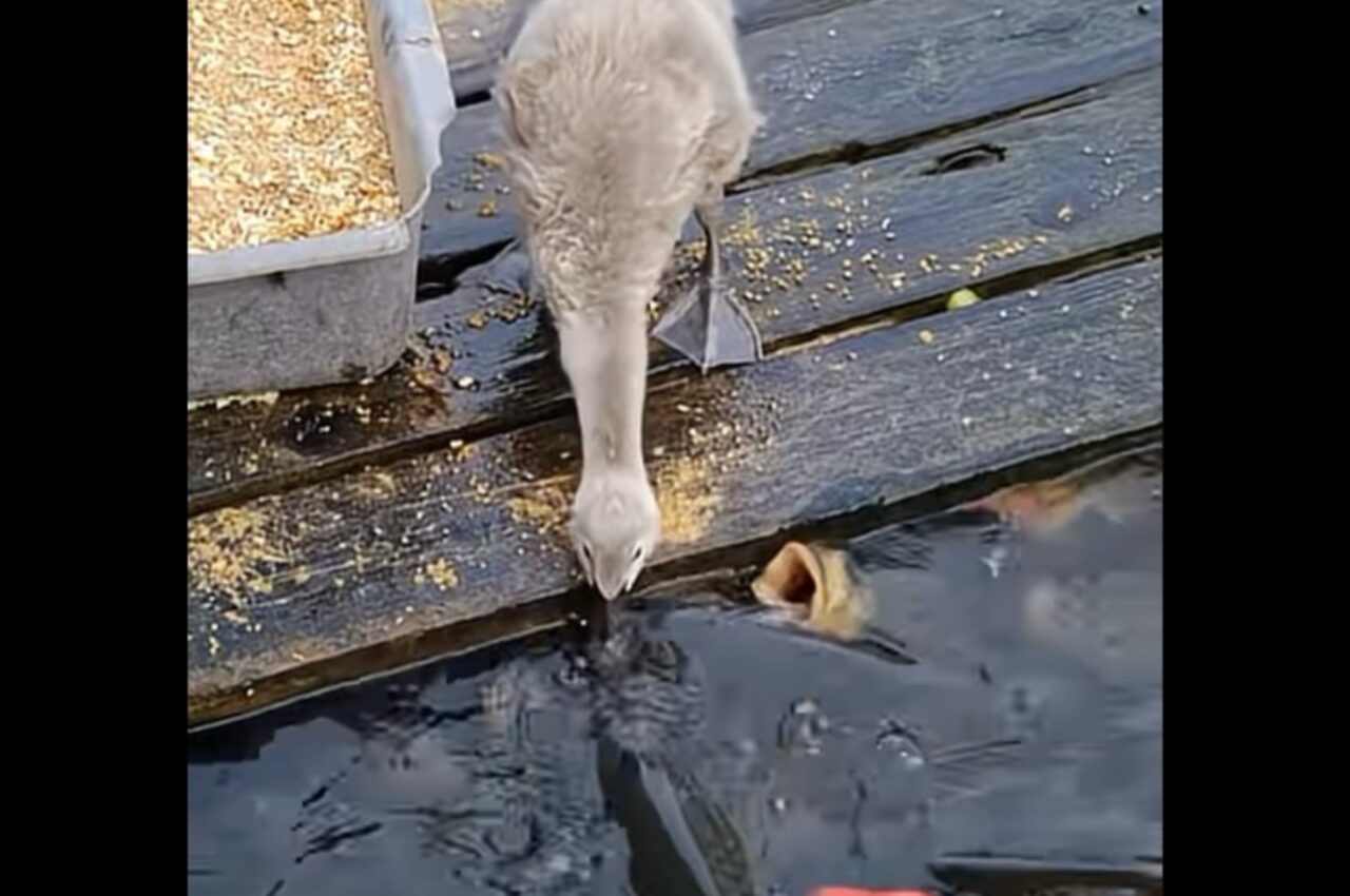 小さな飼育員?魚たちを餌付けしているのは・・アヒルだ!【海外・動画】
