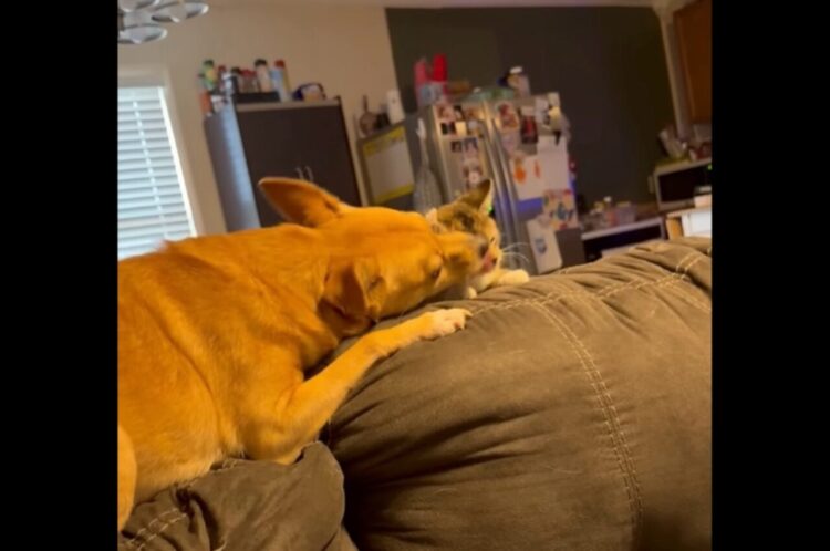新しくやって来たネコとお友達になりたい！先住犬がネコの顔に優しくスキンシップ！【アメリカ・動画】