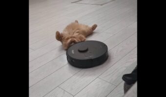 ロボット掃除機がぶつかってきても・・。リラックス中のネコは完全スルー！【海外・動画】
