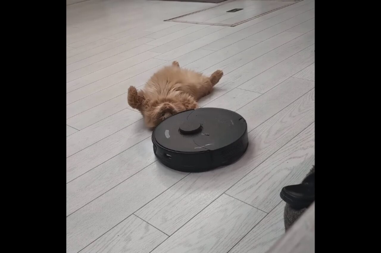 ロボット掃除機がぶつかってきても・・。リラックス中のネコは完全スルー！【海外・動画】