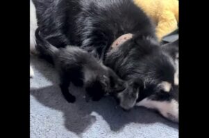 小さなおててでちょんちょん！イヌの大きな耳をオモチャにして遊ぶかわいい子猫【海外・動画】