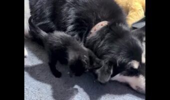 小さなおててでちょんちょん！イヌの大きな耳をオモチャにして遊ぶかわいい子猫【海外・動画】