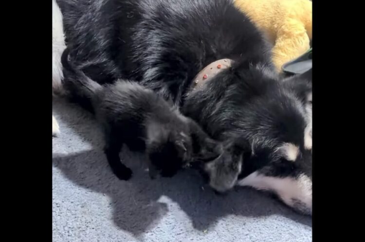 小さなおててでちょんちょん！イヌの大きな耳をオモチャにして遊ぶかわいい子猫【海外・動画】