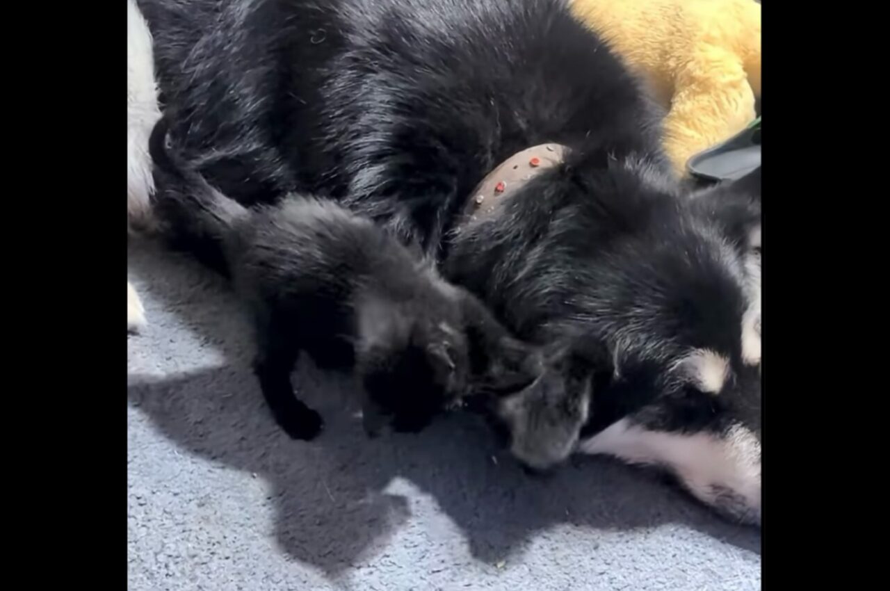 小さなおててでちょんちょん!イヌの大きな耳をオモチャにして遊ぶかわいい子猫【海外・動画】