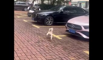 嬉しいことでもあったのかな？柴犬がダンスするようなご機嫌な足取りで進む！【海外・動画】